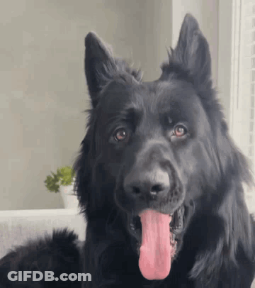 Black Dog With Tongue Out GIF