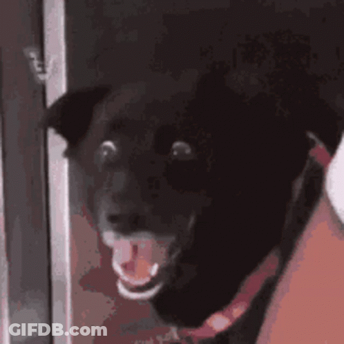 Black Dog With Tongue Out Surprised GIF
