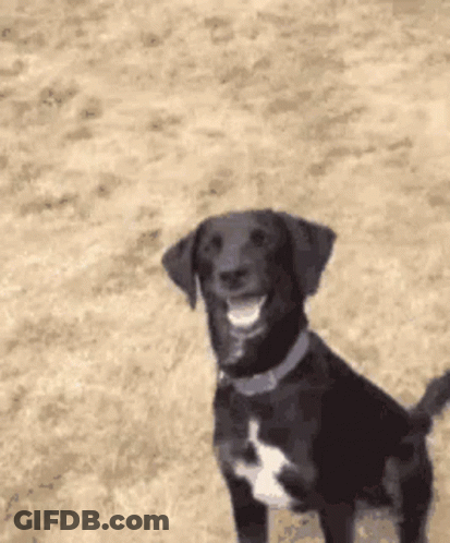 Black Dog With White Spot Standing In Sand GIF