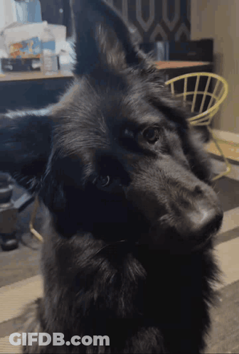 Black Dog With Yellow Chair Looking At Camera GIF