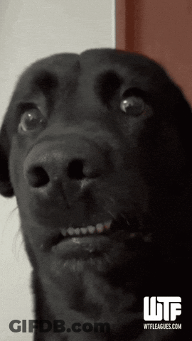Black Dog WTF Leagues.com GIF