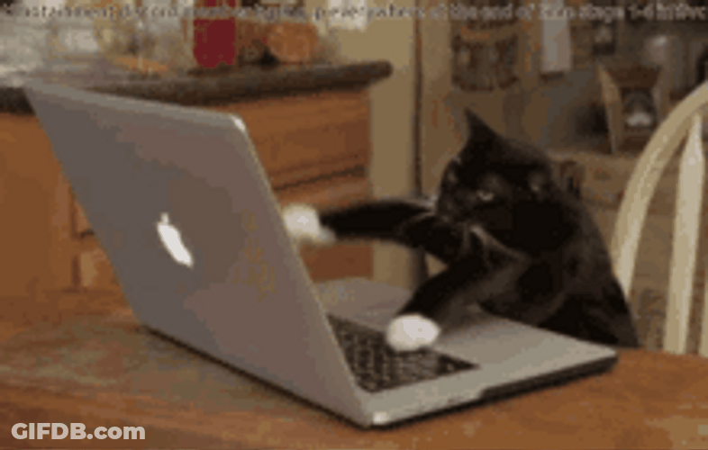 Black Fast Typing Cat GIF