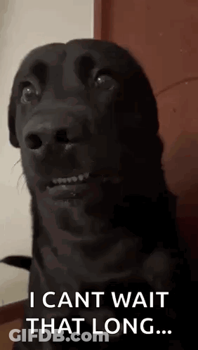 Black Funny Dog I Can't Wait That Long GIF