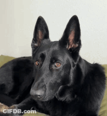 Black German Shepherd Laying On Green Pillow GIF