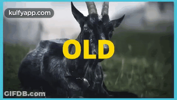 Black Goat Laying Down In Grass With Word Old In Yellow GIF