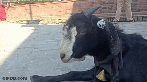 Black Goat With Bell On Neck GIF