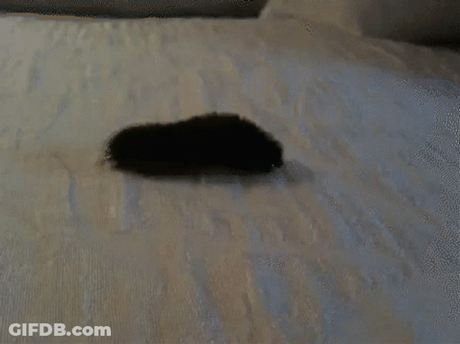 Black Gondal Caterpillar GIF