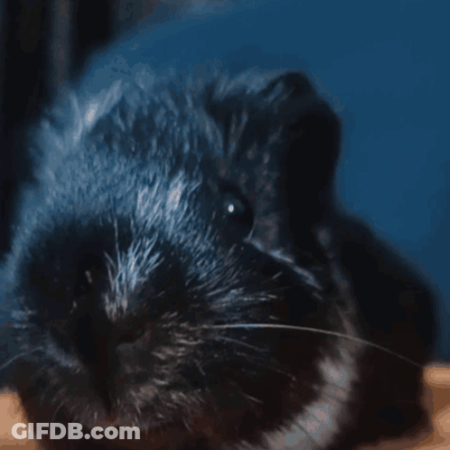 Black Guinea Pig With White Spot On Nose GIF