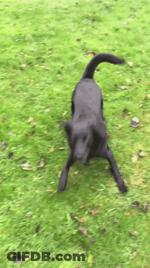 Black Happy Dog GIF