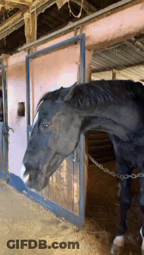 Black Horse Chained To Stable GIF