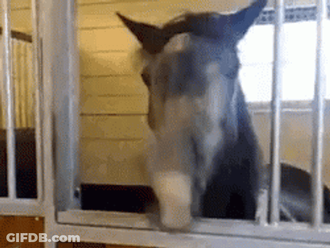 Black Horse Rapidly Neigh GIF