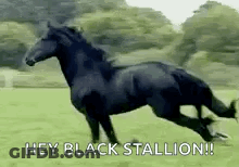 Black Horse Running In Field GIF
