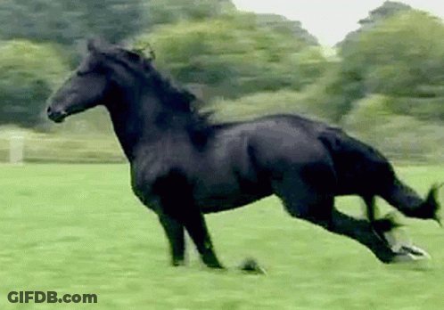 Black Horse Running In Field With Trees GIF