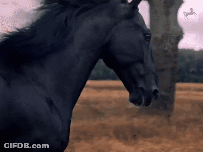 Black Horse Running Slow Motion GIF