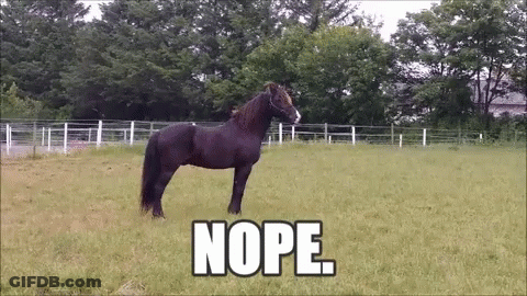 Black Horse Standing In Grass With Nope GIF
