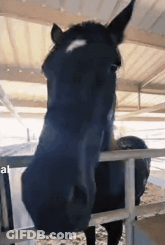 Black Horse With White Spot Behind Fence GIF