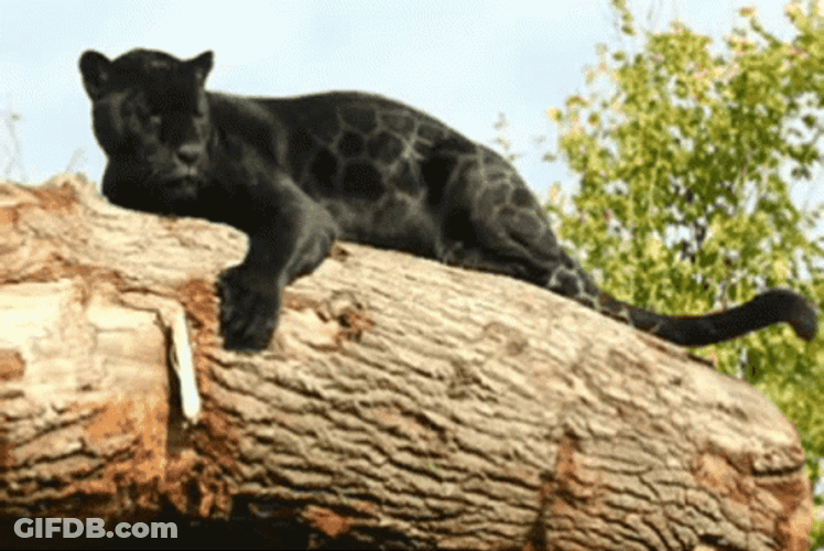 Black Jaguar Hugging Tree GIF