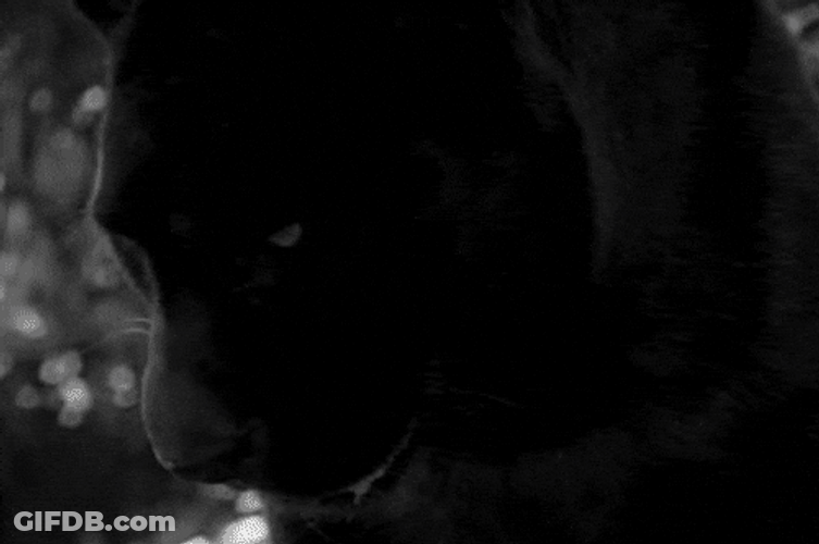 Black Jaguar Long Teeth GIF