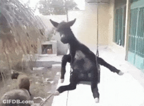 Black Kangaroo Hanging On Rope Swing GIF