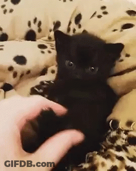 Black Kitten Being Petted On Bed GIF