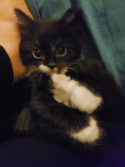 Black Kitten Leg GIF