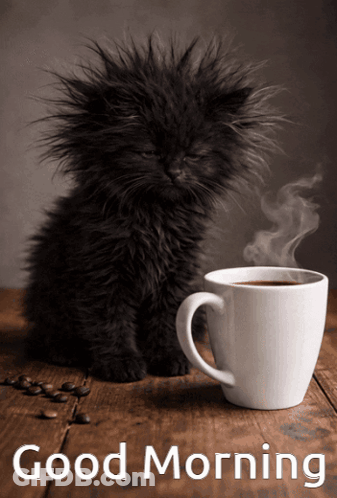 Black Kitten Next To Coffee Cup GIF