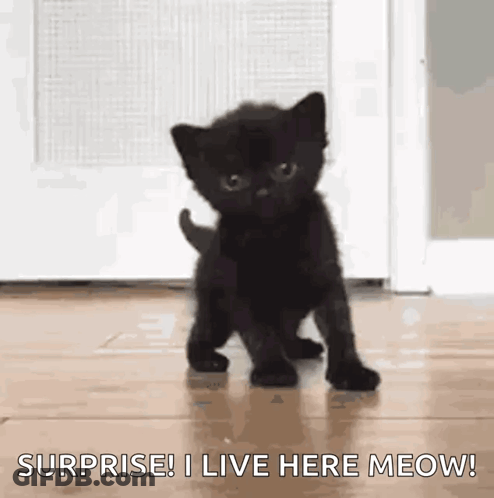 Black Kitten Saying Surprise I Live Here Meow GIF