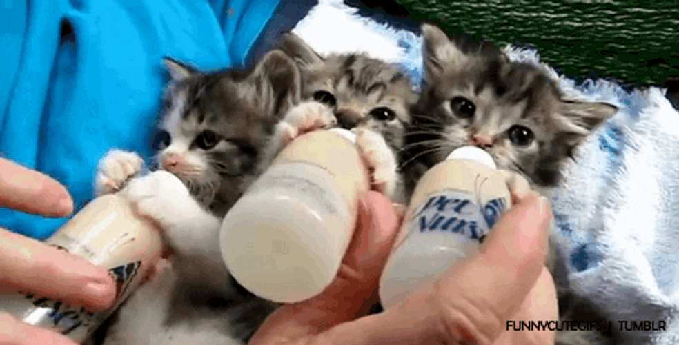 Black Kittens Drinking Milk GIF