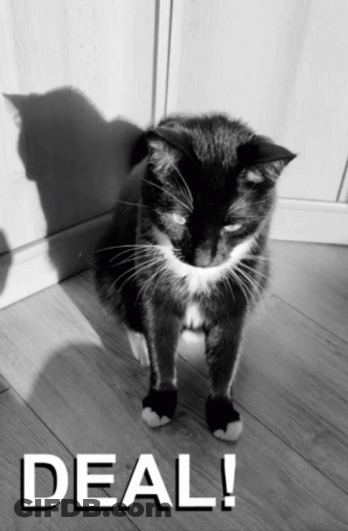 Black Kitty Deal GIF