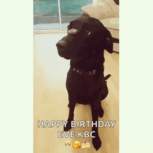 Black Lab GIF