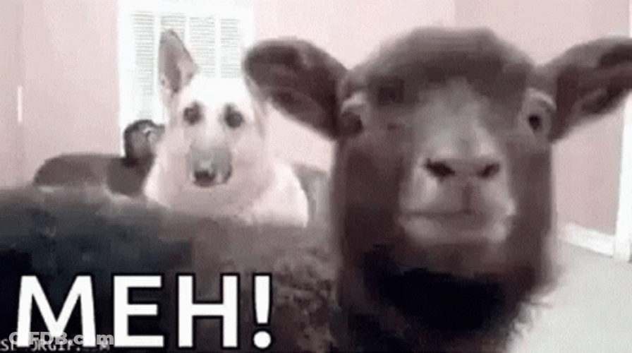 Black Lamb Saying Meh GIF