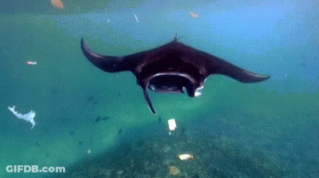 Black Manta Ray Swimming Near Ocean Bottom GIF