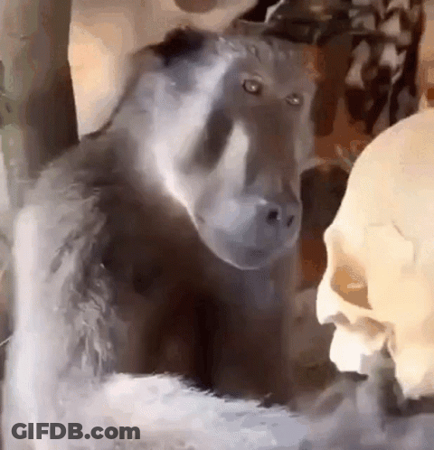 Black Monkey Standing Next To Skull GIF