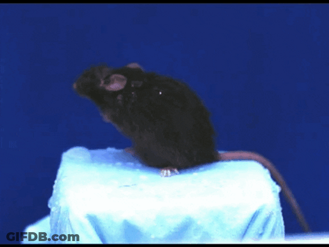 Black Mouse Shaking In Slow Motion GIF