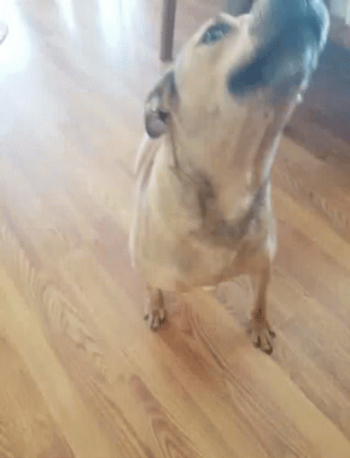 Black Mouth Cur Dog Barking GIF