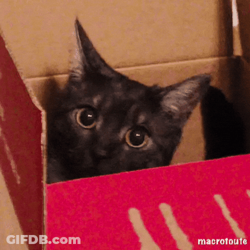 Black Moving Cat In Box GIF