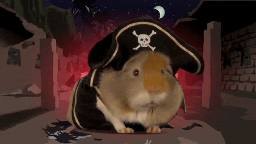 Black Outfit Guinea Pigs GIF