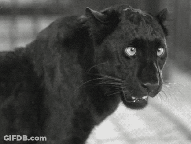 Black Panther Angry GIF