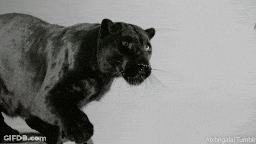 Black Panther Claws GIF