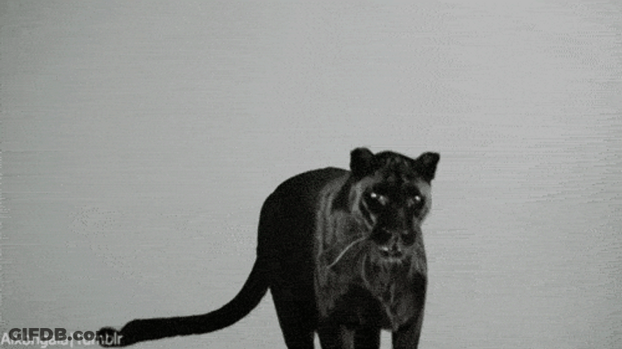 Black Panther Jumping GIF