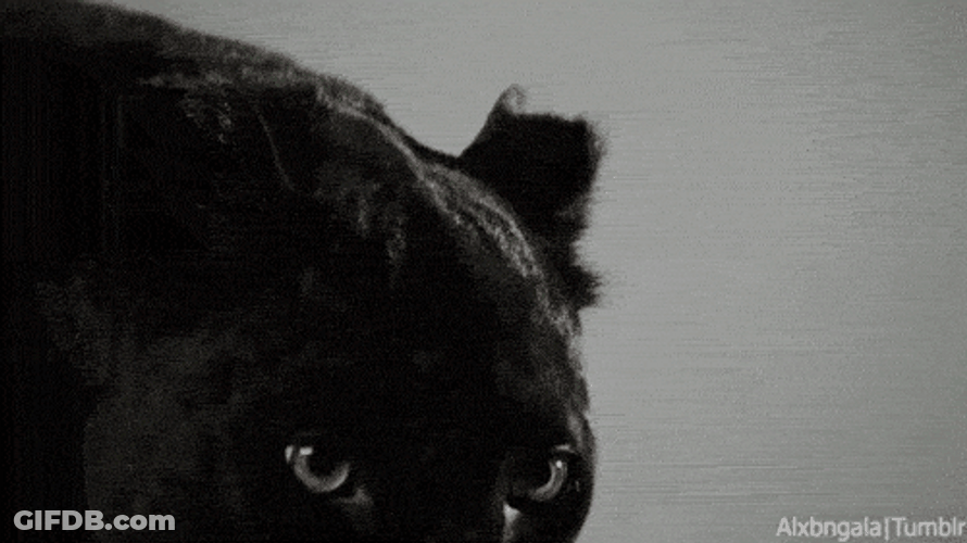 Black Panther Looking Bad GIF