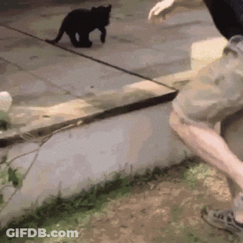 Black Panther Playing With Boss GIF