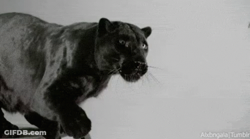 Black Panther Running In Black And White Photo GIF