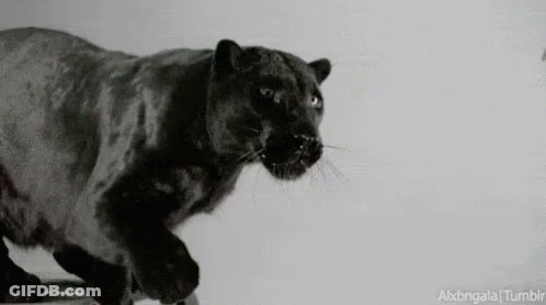 Black Panther Running GIF