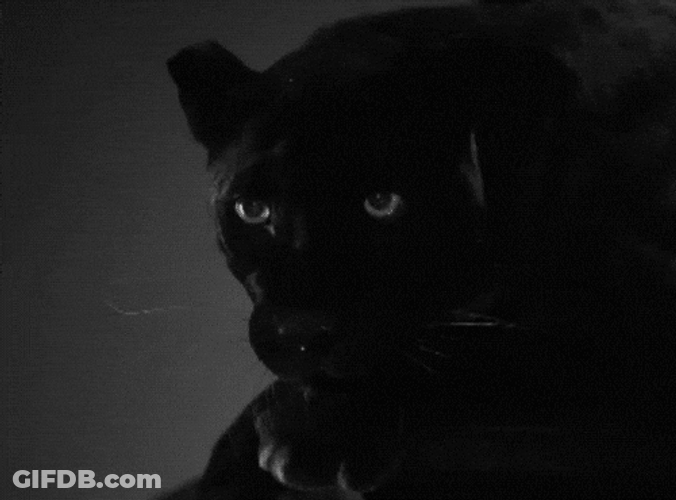 Black Panther Tongue Out GIF