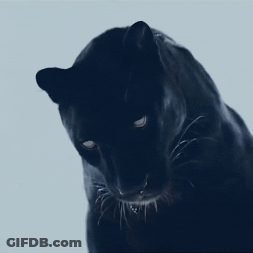 Black Panther Turn Head GIF