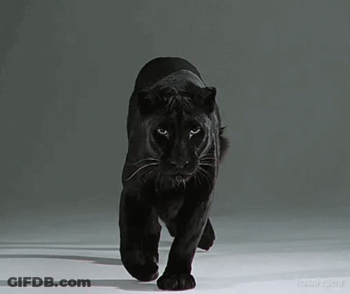 Black Panther Walking In Dark Room GIF