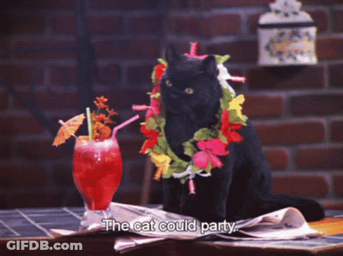 Black Party Cat Dance GIF