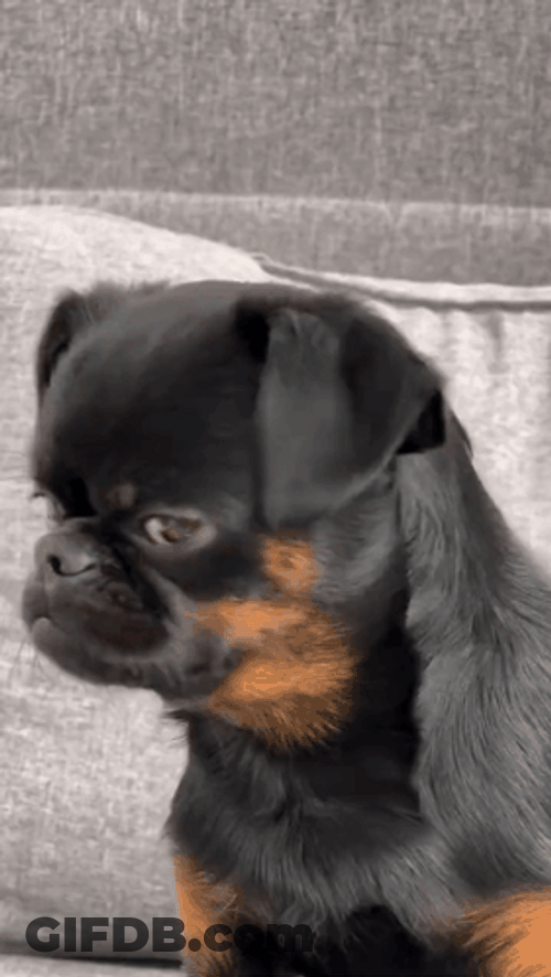 Black Petite Brabancon Sad Puppy GIF