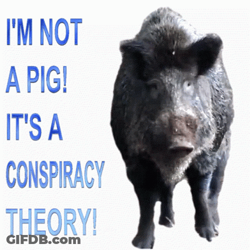Black Pig Conspiracy Theory GIF